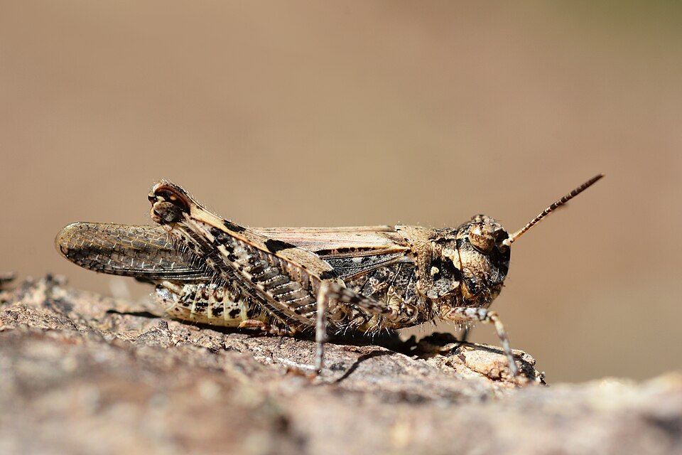 Photo of Common digging grasshopper