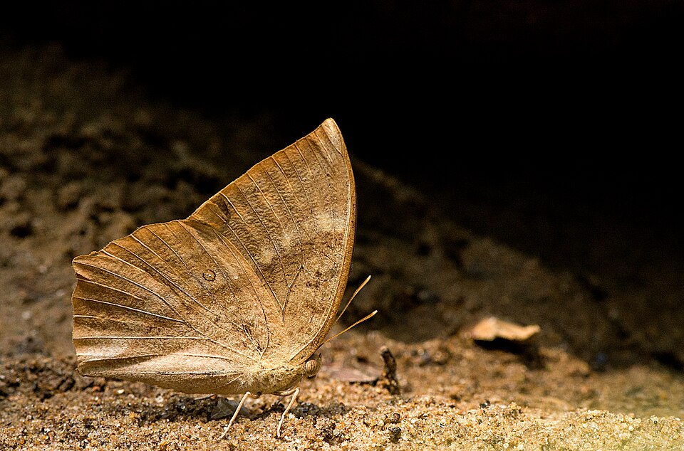 Photo of Common duffer