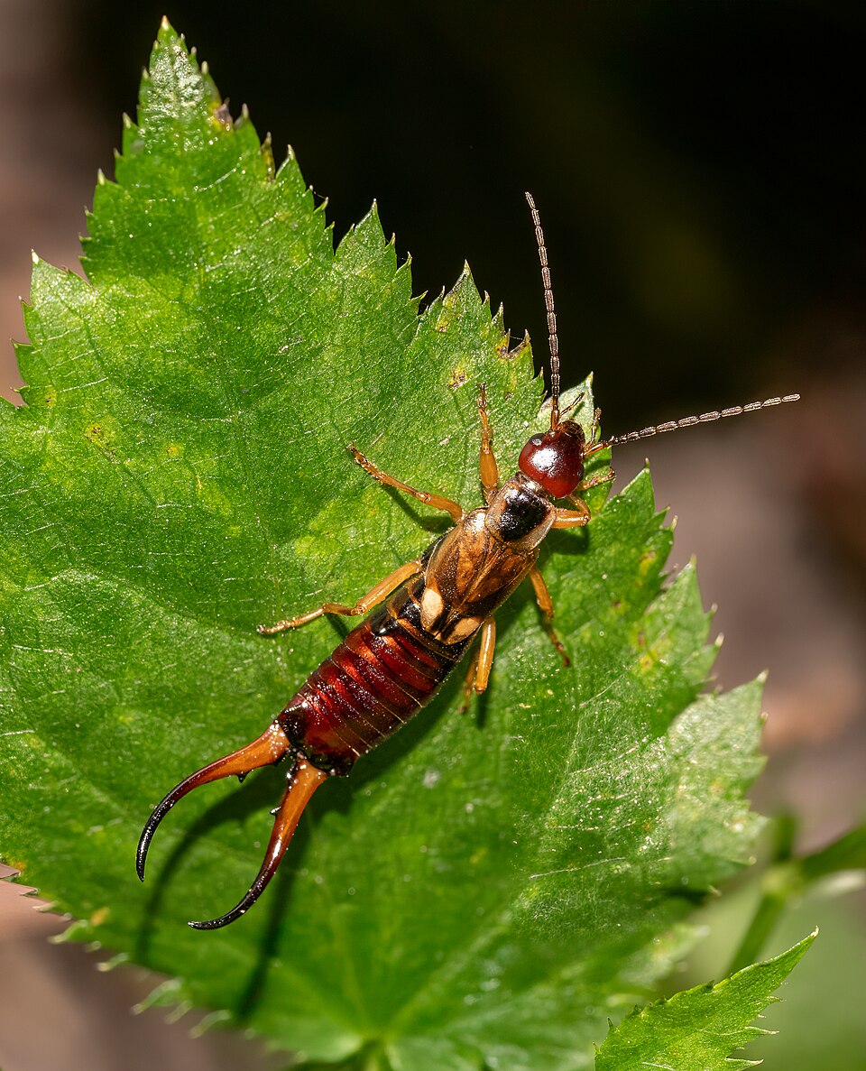 Photo of Common earwig