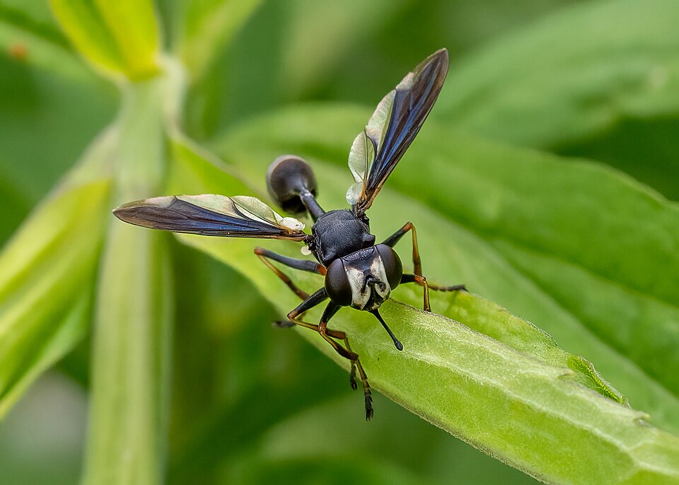 Photo of Common eastern physocephala
