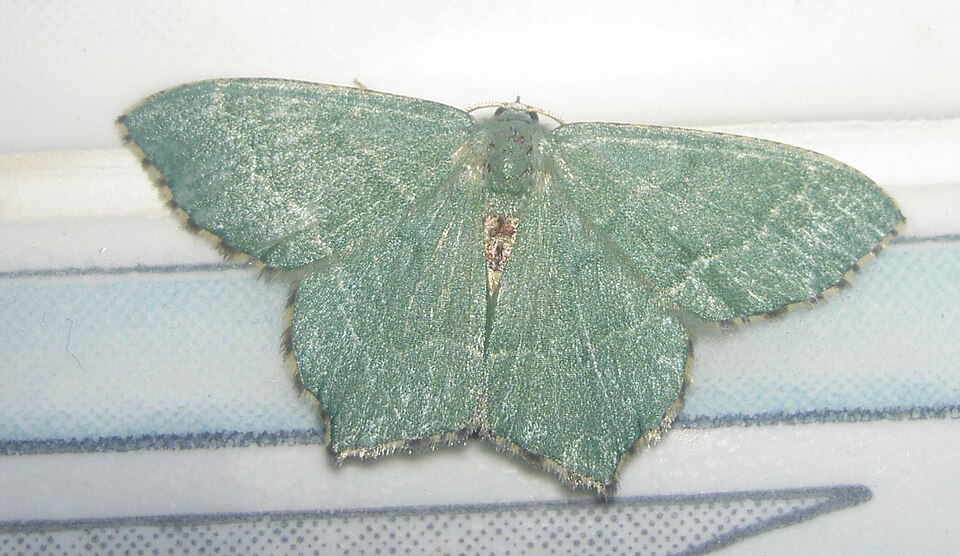 Photo of Common emerald