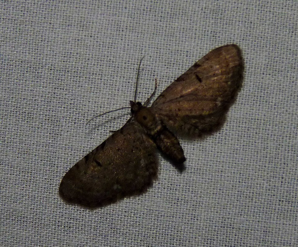 Photo of Common eupithecia moth