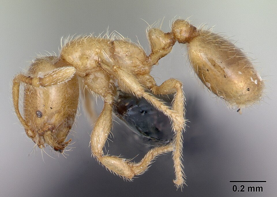 Photo of Common European thief ant