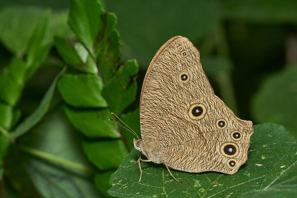 Photo of Common evening brown
