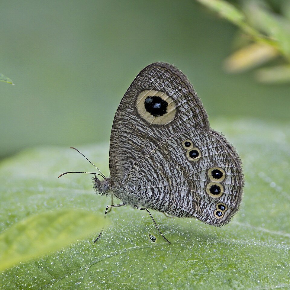 Photo of Common five-ring