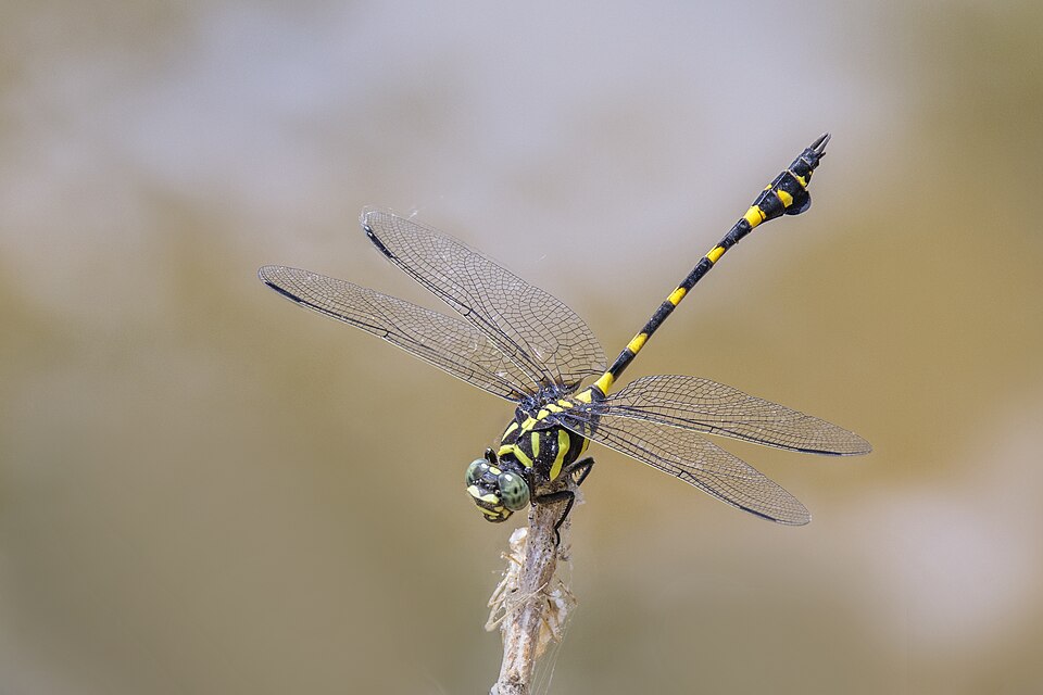 Photo of Common flangetail