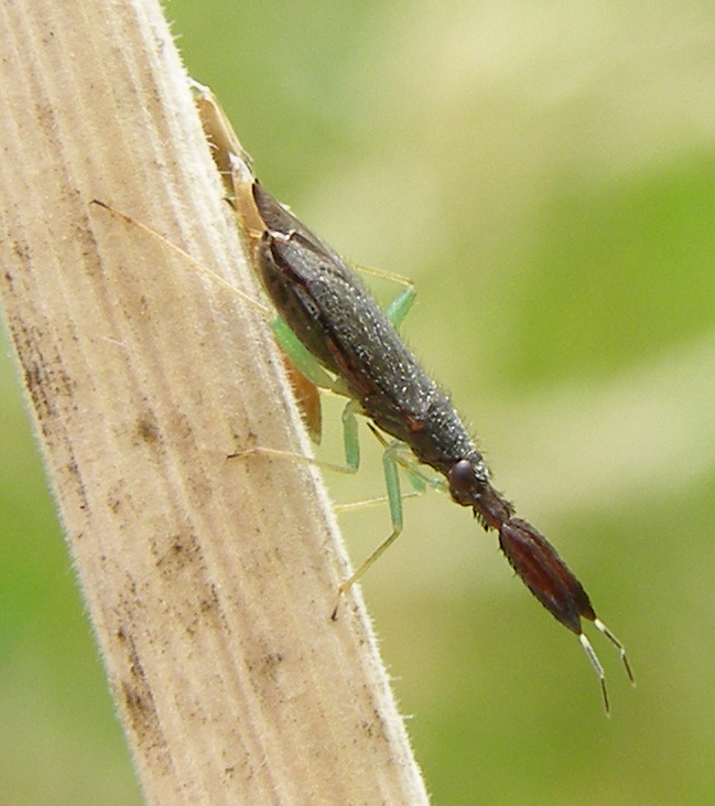 Photo of Common flathorn plant bug