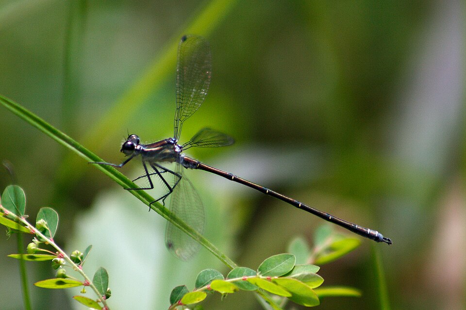 Photo of Common flatwing