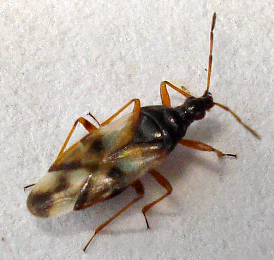 Photo of Common flower bug