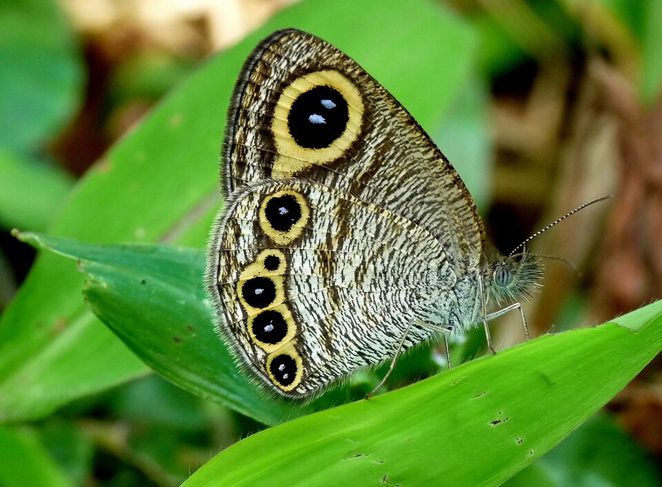 Photo of Common four-ring