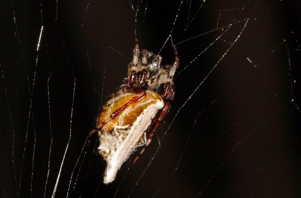 Photo of Common garbage-line web spider
