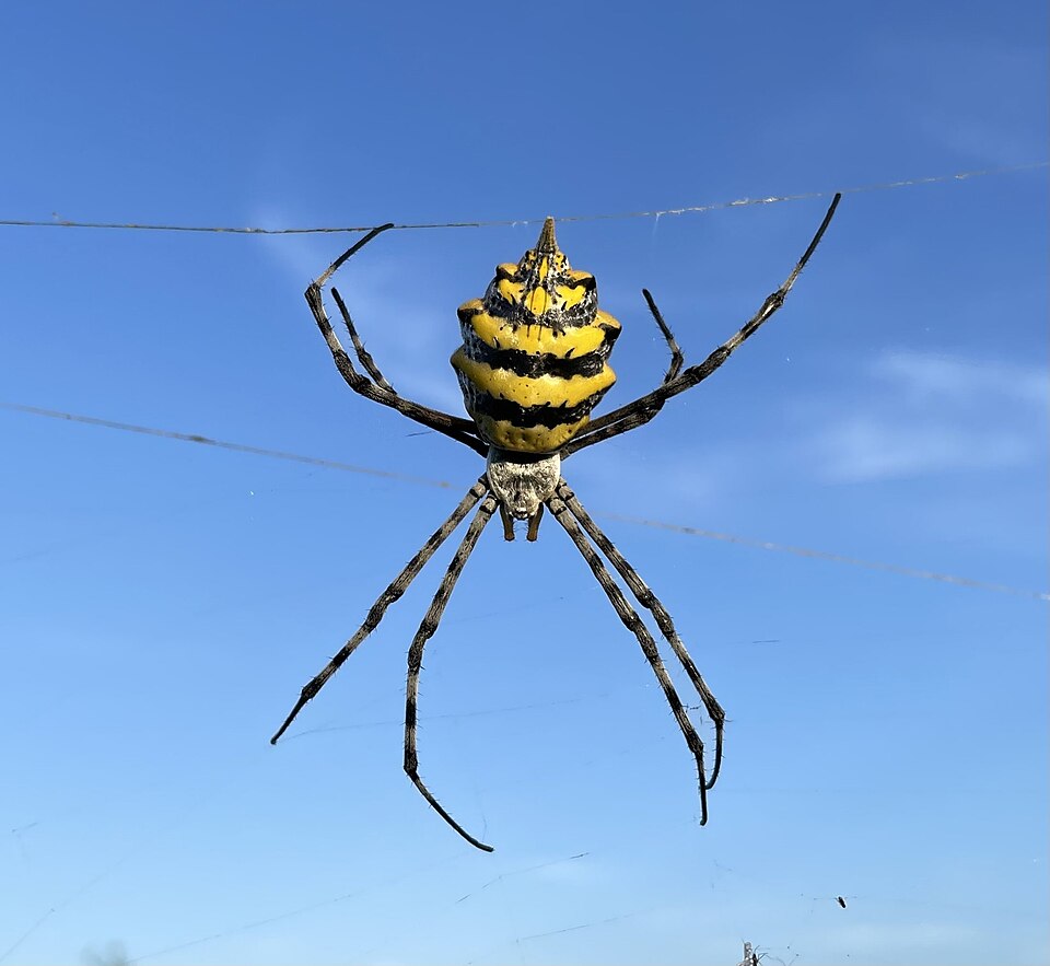 Photo of Common garden orbweb spider