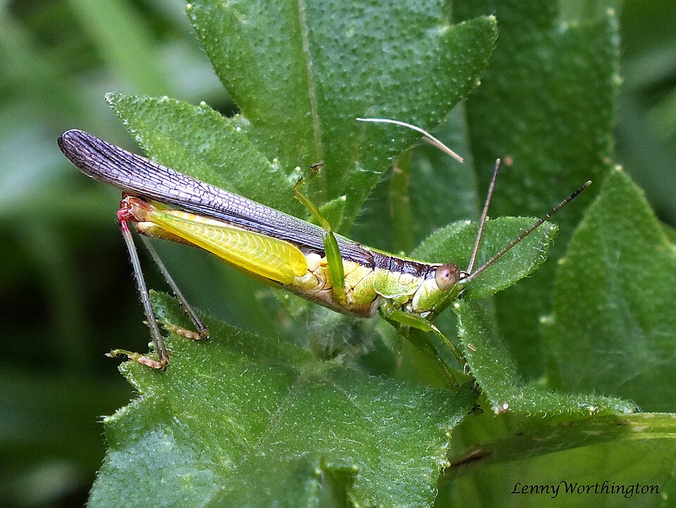 Photo of Common gesonula