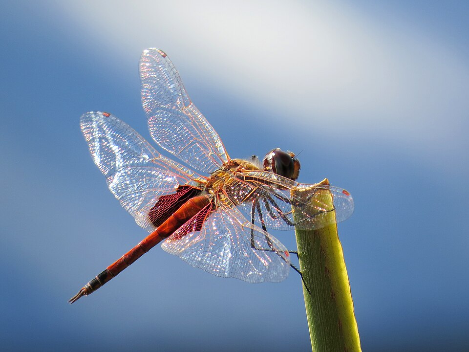 Photo of Common glider