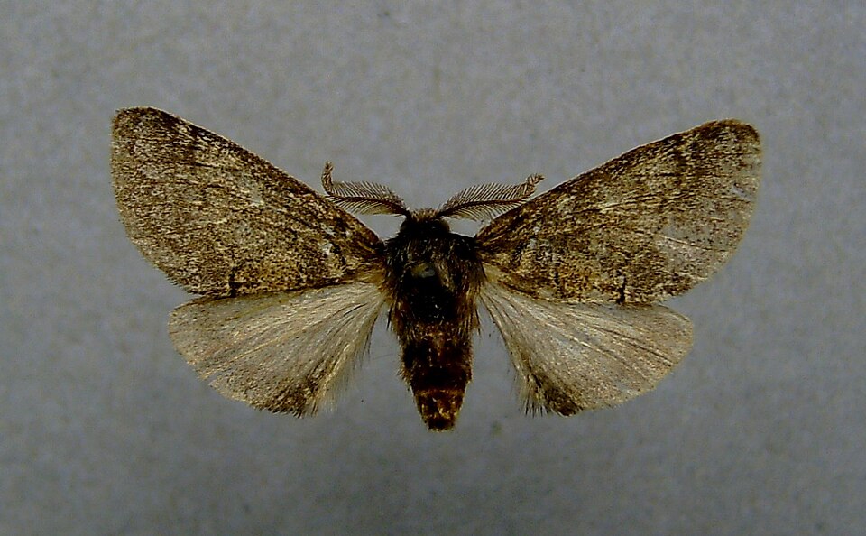 Photo of Common gluphisia moth