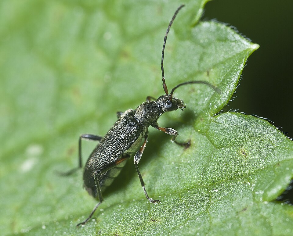 Photo of Common grammoptera