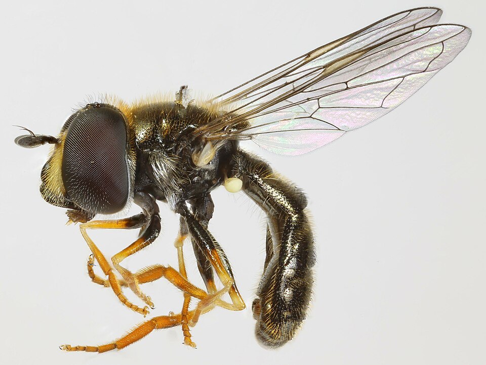 Photo of Common grass skimmer