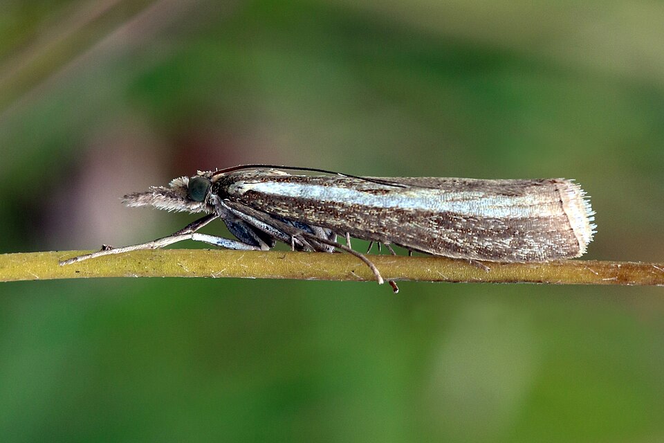 Photo of Common grass-veneer