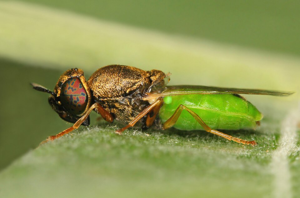 Photo of Common green colonel