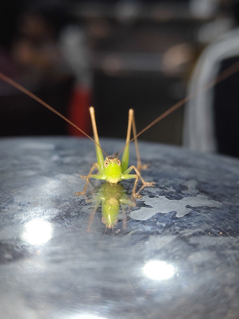 Photo of Common green grasshopper