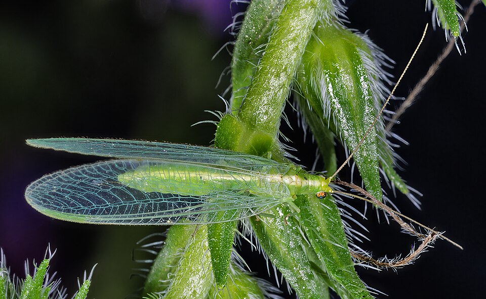 Photo of Common green lacewing