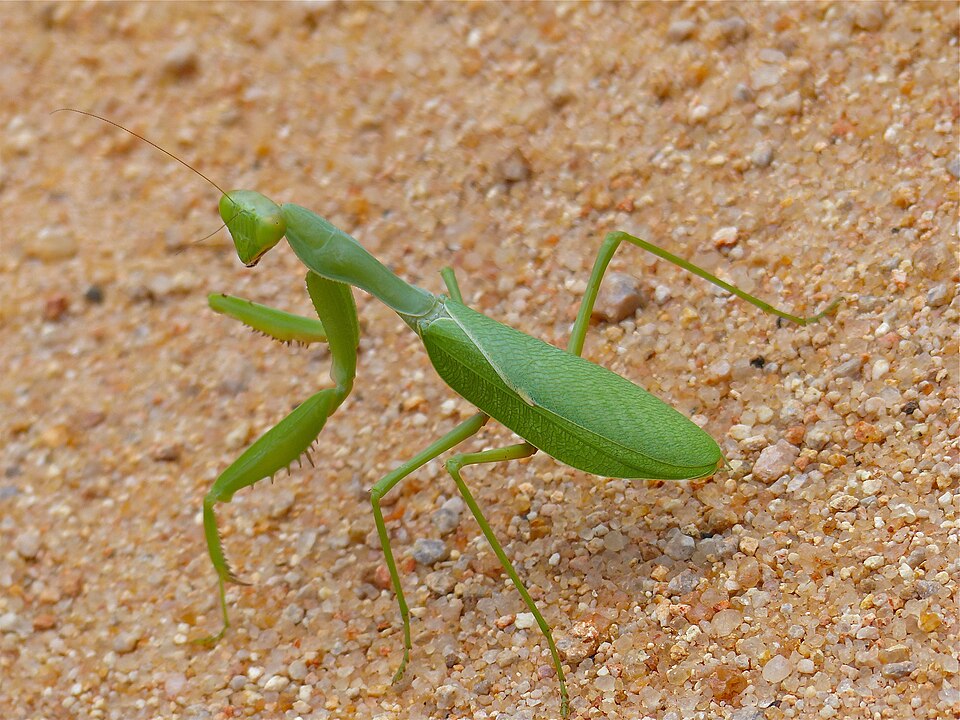 Photo of Common green mantis