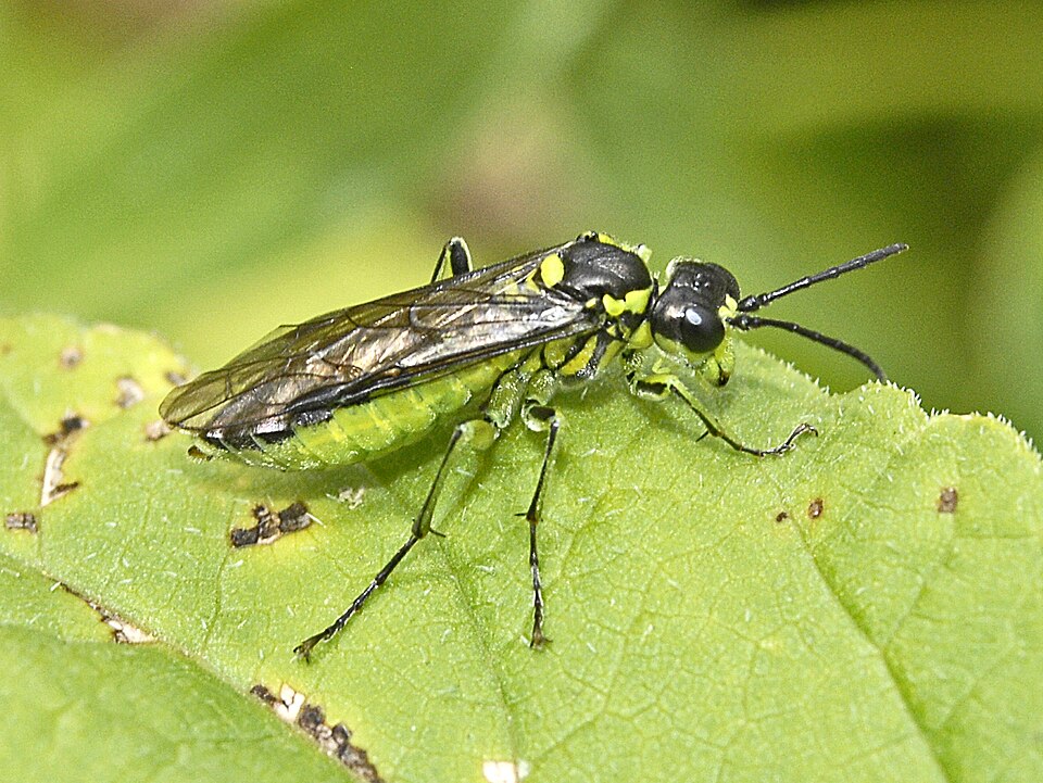 Photo of Common green-tenthredo
