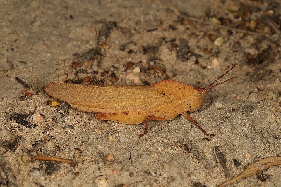Photo of Common gumleaf grasshopper