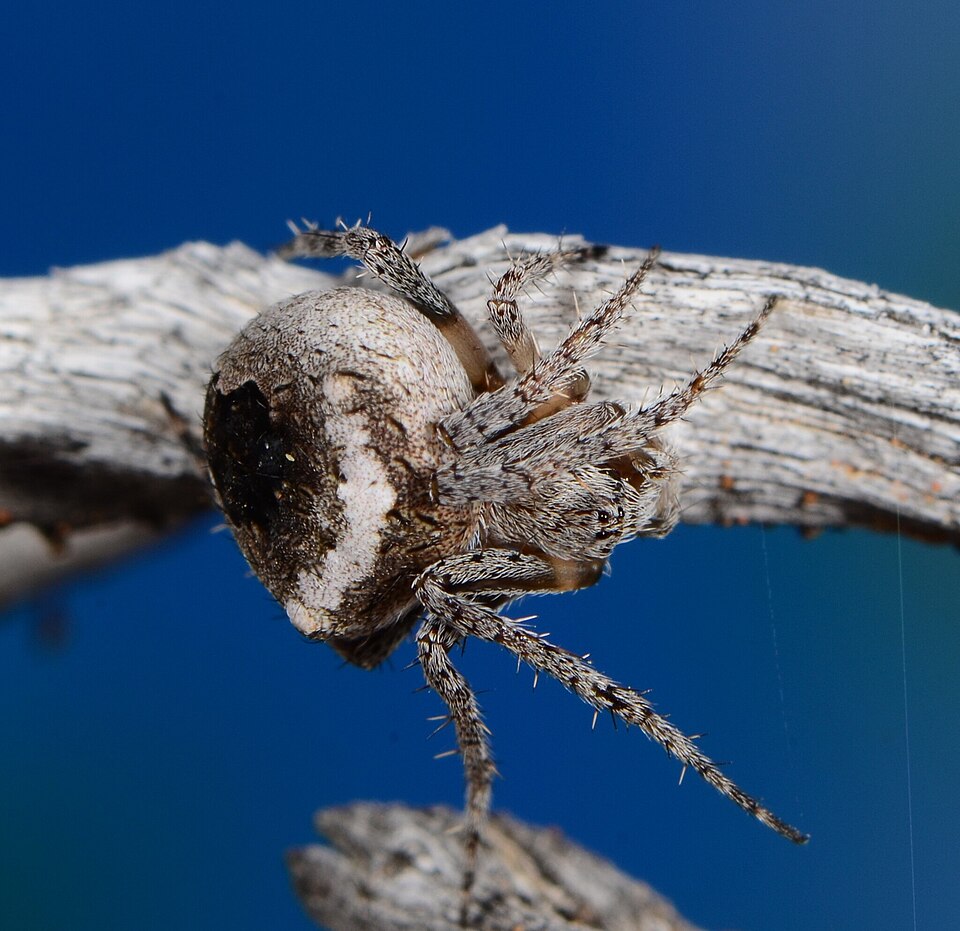 Photo of Common hairy field spider