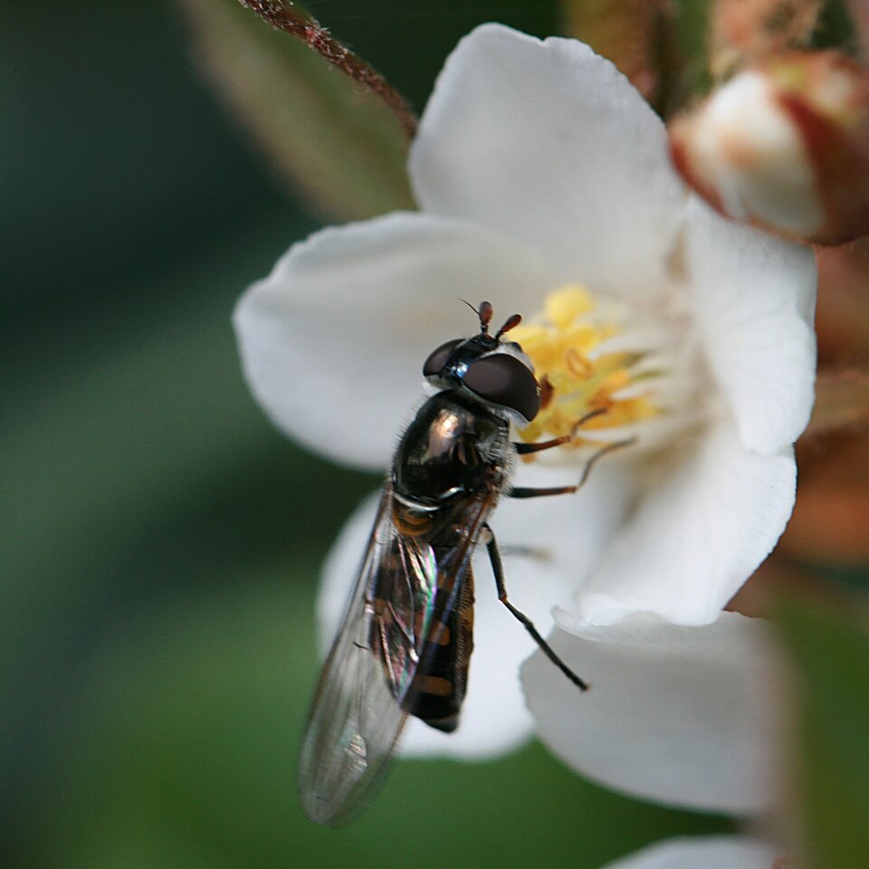 Photo of Common halfband