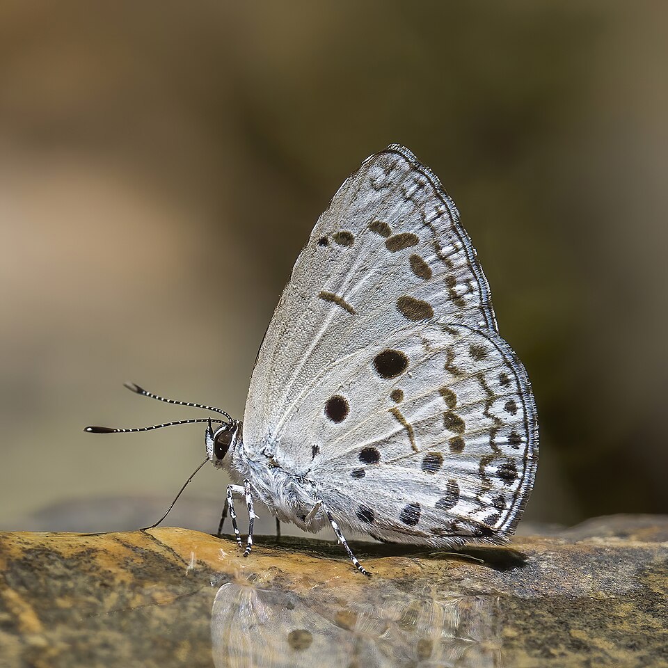 Photo of Common hedge blue