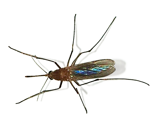 Photo of Common house mosquito