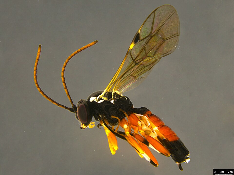 Photo of Common hover fly parasitoid wasp