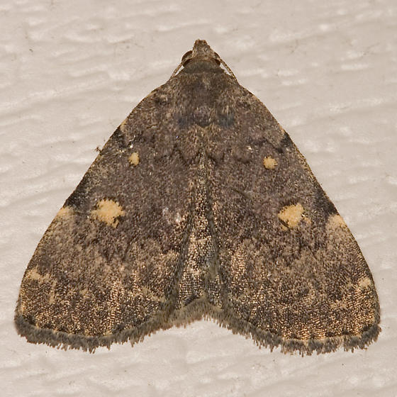 Photo of Common idia moth