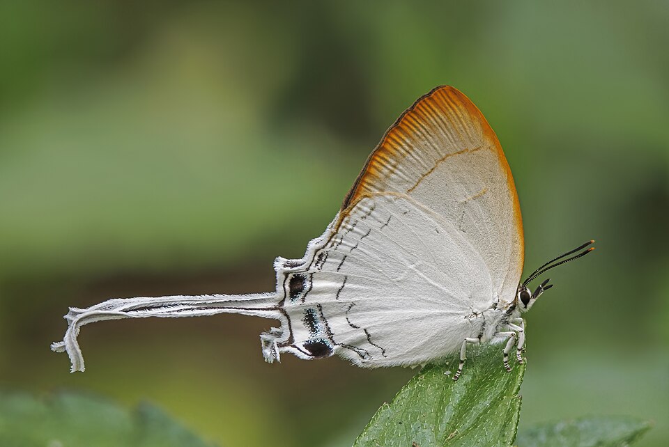 Photo of Common imperial