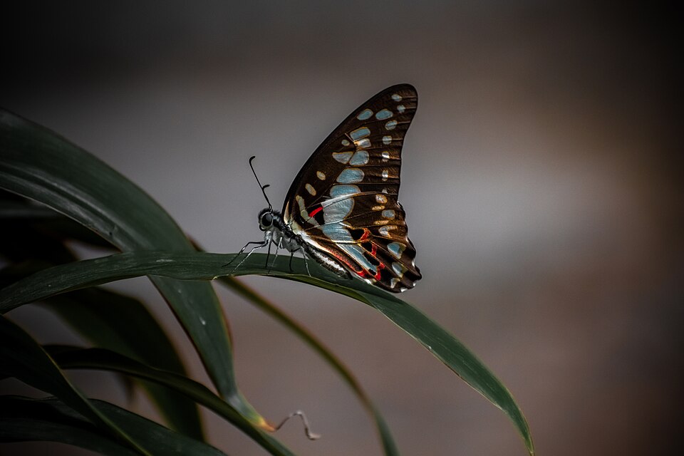 Photo of Common jay