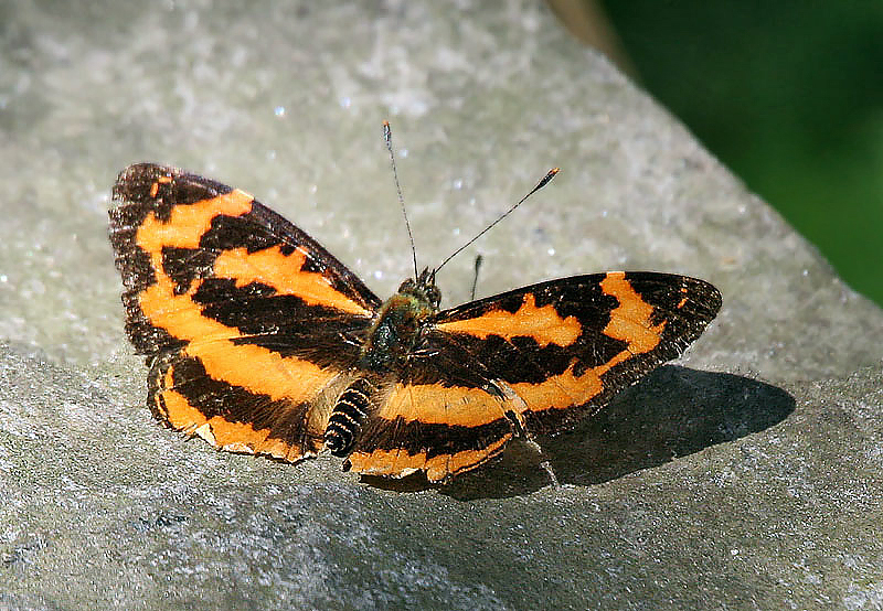 Photo of Common jester
