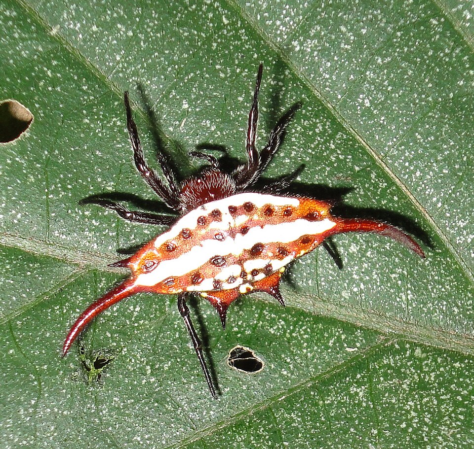 Photo of Common kitespider