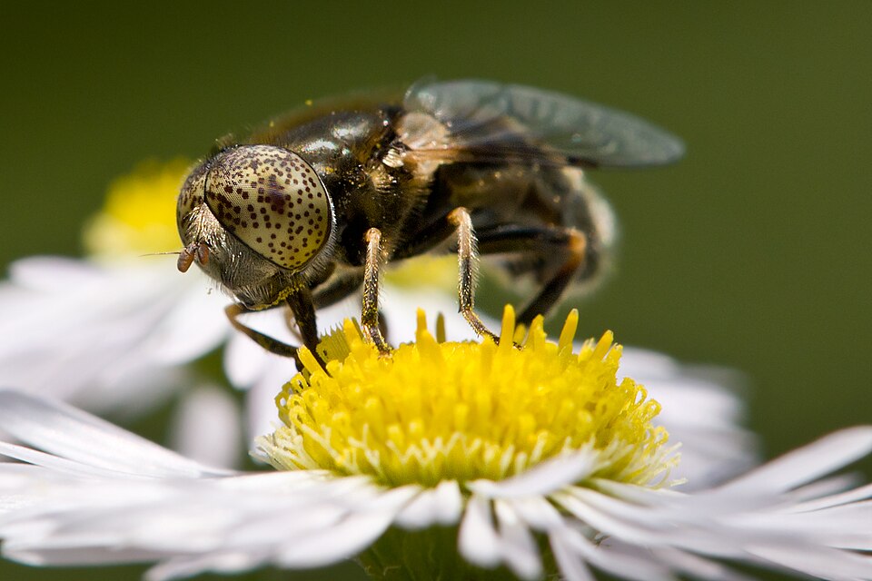 Photo of Common lagoon fly