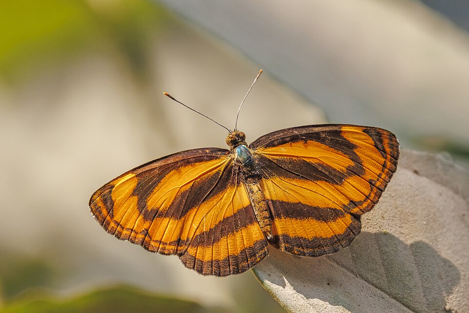 Photo of Common lascar
