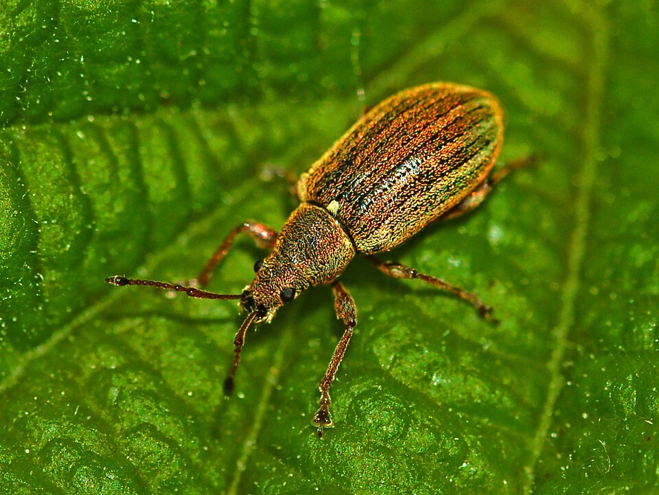 Photo of Common leaf weevil