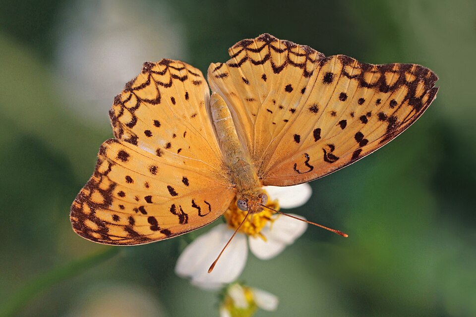 Photo of Common leopard