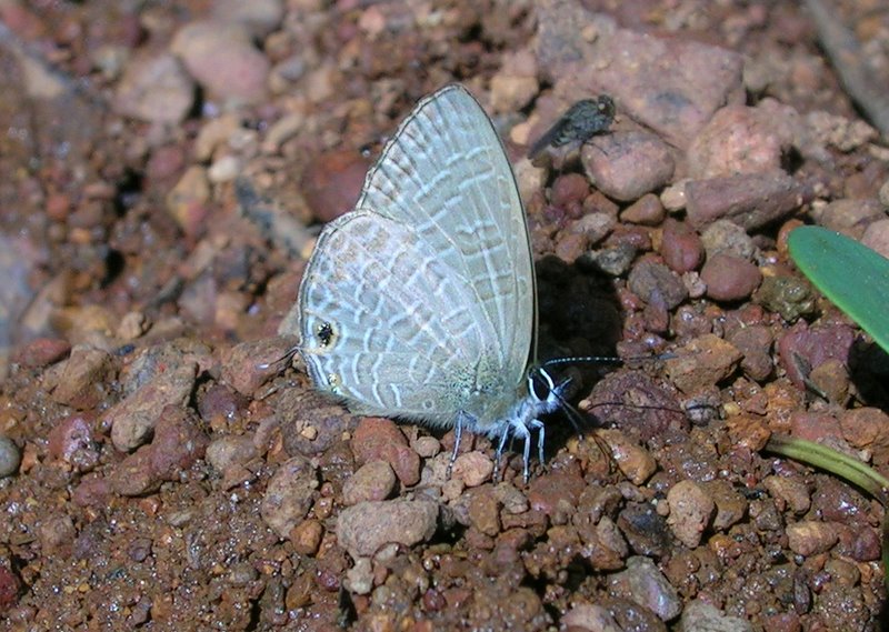 Photo of Common line blue
