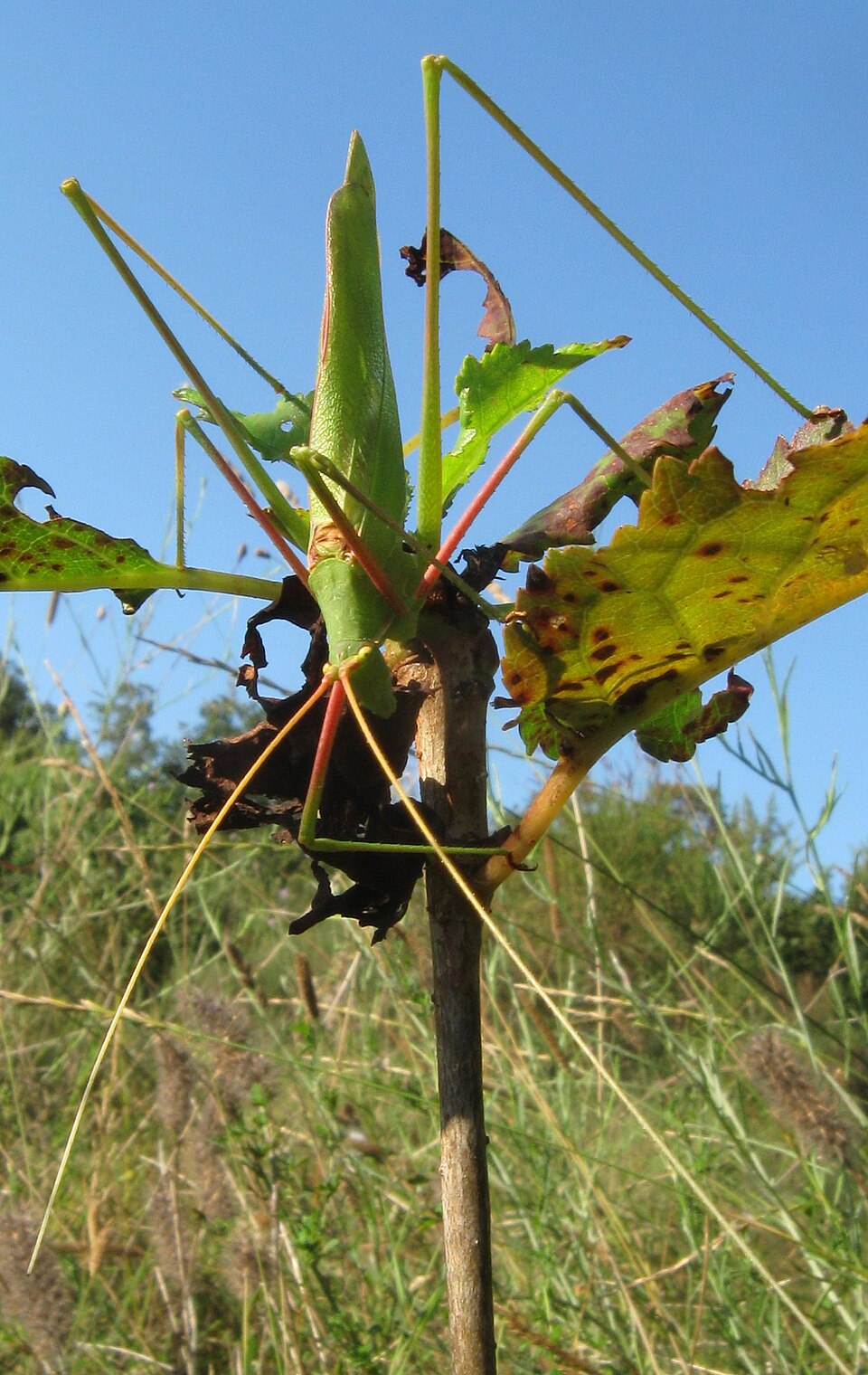 Photo of Common long-legged bush-cricket