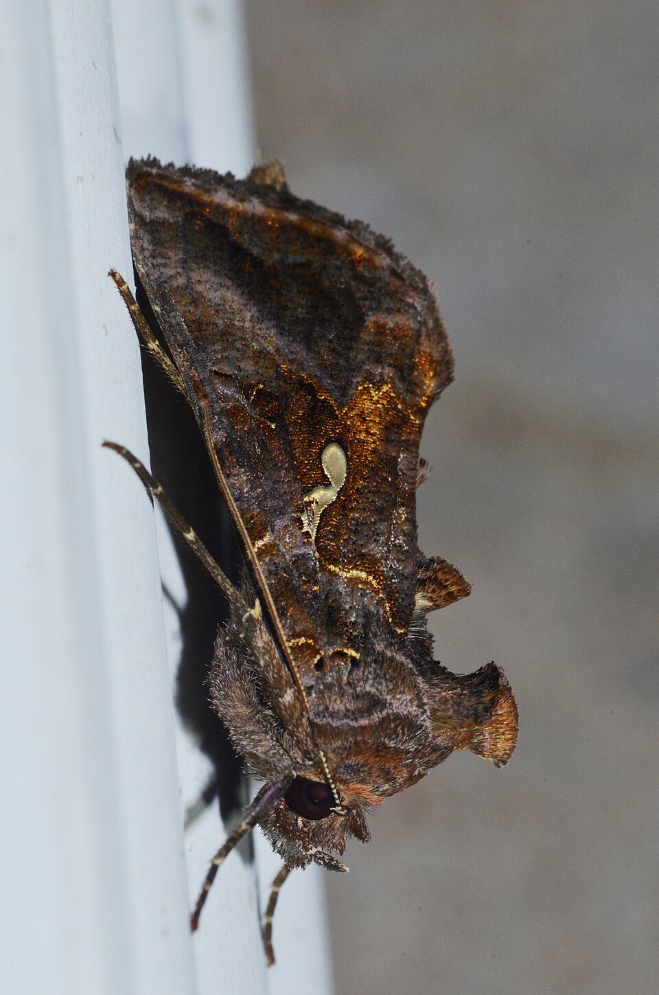 Photo of Common looper moth