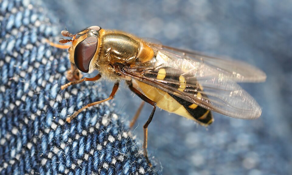 Photo of Common loopwing aphideater
