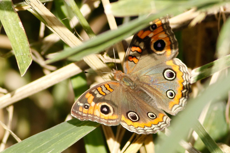 Photo of Common mangrove buckeye