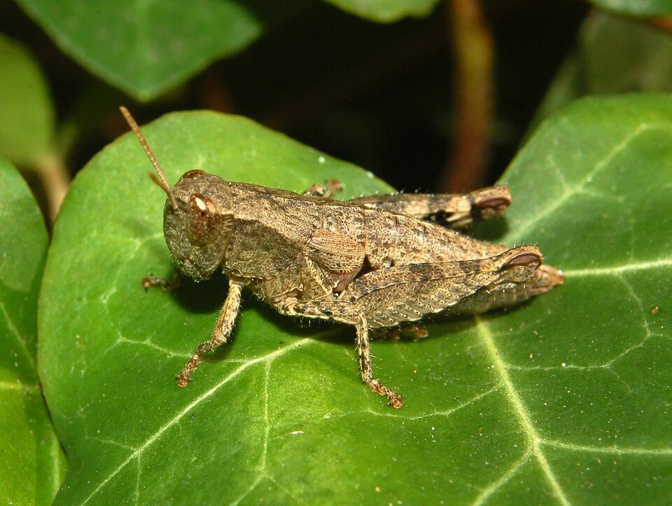 Photo of Common maquis grasshopper