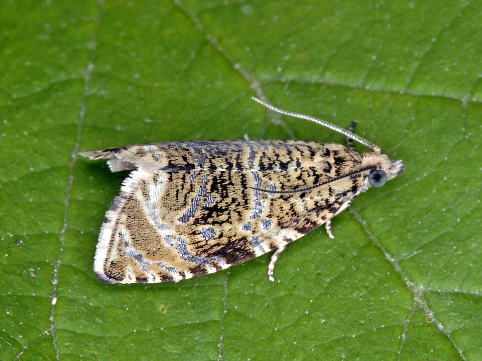 Photo of Common marble