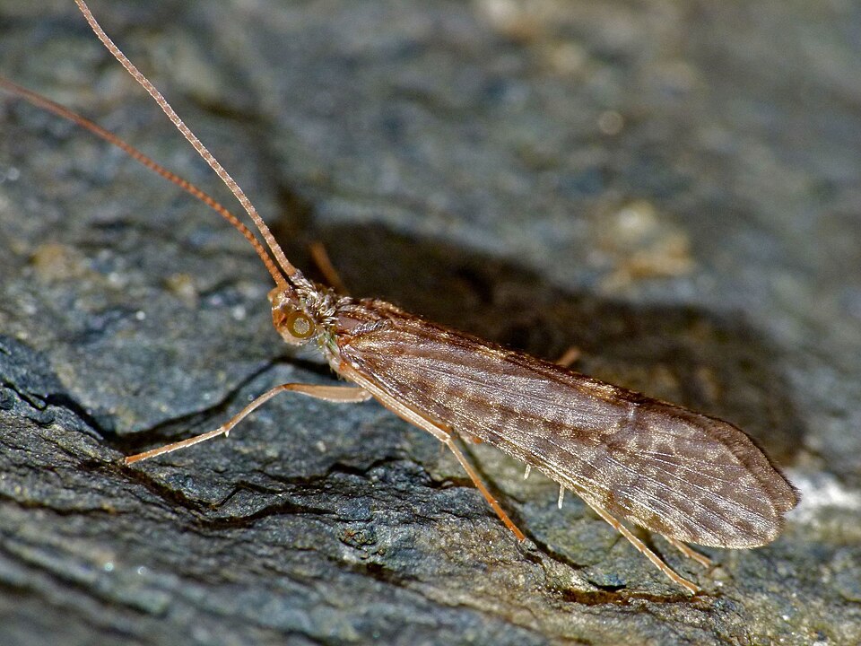 Photo of Common marine caddisfly